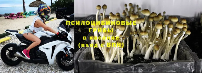 кракен как войти  Гай  Псилоцибиновые грибы Psilocybine cubensis  где купить  